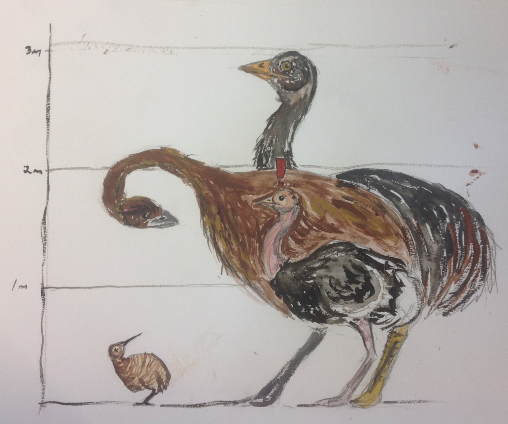 Figure 1: A line-up of currently and historically extant paleognaths. From left to right. Back: Moa (Dinornis robustus), elephant bird (Aepyornis maximus). Front: Great spotted kiwi (Apteryx haastii), common ostrich (Struthio camelus). Image: J.F. McLaughlin