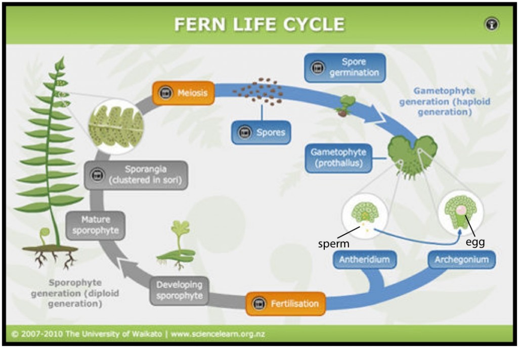 The fern life cycle