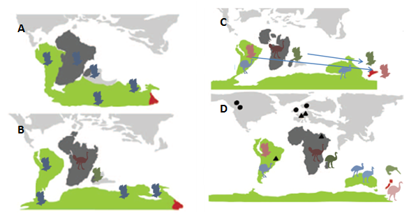 Figure 5: Model of paleognath biogeography incorporating dispersal events. Other models are possible. a) A flying ancestral paleognath is found across Gondwana. b) Africa and Madagascar break off, isolating ancestral ostrich (maroon) and elephant bird-kiwi (green). c) As South America becomes isolated, proto-tinamou-moa (pink) and flightless rhea (purple) emerge, and flightless proto-casuarid (blue) is isolated in Australia. Long-distance dispersal events bring ancestral elephant bird —kiwi (green) and tinamou-moa (pink) to New Zealand. d). Approximate historical distribution of paleognaths, with cassowary and emu diverged on Australia. 