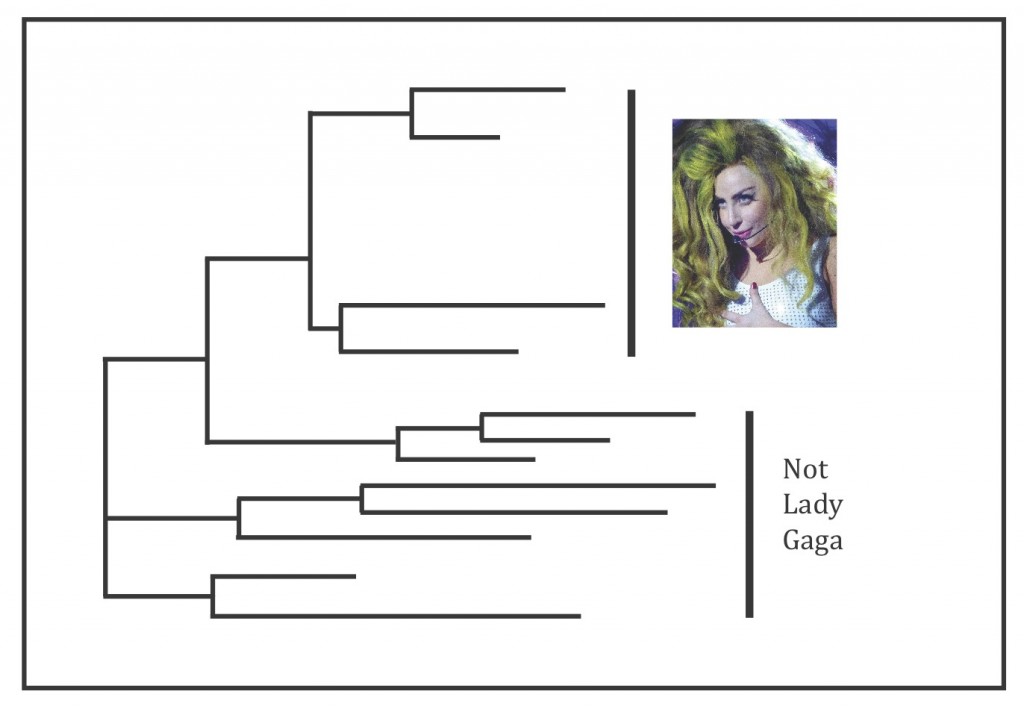 Gaga fern phylogenetic tree