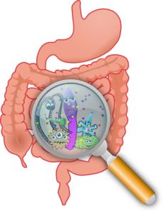magnifying glass over intestines showing cartoon microbes