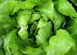 Image of a healthy vibrant-green head of lettuce with water droplets on it.